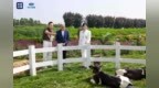 央视新闻探访君乐宝奶粉：全链透明铸就中国奶粉底气