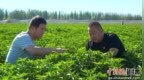 祁连雪水润红椒 高台辣椒“链”出十万亩富民产业