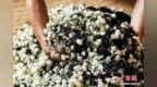 不种一朵茉莉花 福建柘荣何以“酿”成4.5亿元花茶产业