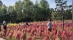 群力音乐公园“网红小草”“出圈”｜秋日花海美景扎堆迎客