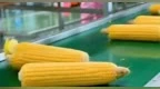 绥化鲜食玉米，缘何一路领“鲜”？