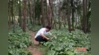 （乡村行·看振兴）大巴山里药草香 林下、石上“生金”