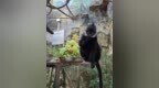 石排灣郊野公園黑葉猴身體不適暫停對外展示