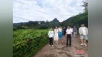 （走进中国乡村）“吃茶去”品出武夷山星村镇的茶旅共富图景