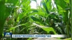大面积单产提升持续加力 夯实秋粮稳产基础