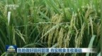 各地做好田间管理 夯实粮食丰收基础