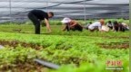 （乡村行·看振兴）山西屯留：党参田里管护忙 小药材成富民“黄金苗”
