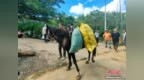 新疆“骏马义工”驰援广西横州 马主称“大家庭”要互帮互助