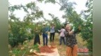 （乡村行·看振兴）山西闻喜花椒飘香采收忙 特色山地农业映红振兴路