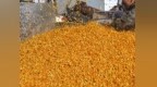 大豆玉米带状复合种植如何实现一地双收？