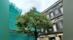 市政署持續救治病弱及受損樹木 加強養護保障公共安全