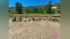 （乡村行·看振兴）夏耕插秧正当时 山西长治特色水稻产业赋能乡村振兴