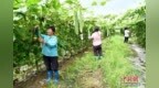 （乡村行·看振兴）广东西连村：特色果蔬“链”起强村富民路