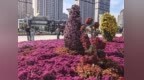 秋日花海扮靓冰城！群力音乐公园菊韵飘香，国庆打卡氛围感拉满
