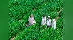 垦丰种业填补第六积温带大豆育种空白助增产