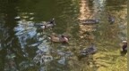 鸳鸯戏水、锦鲤抢食……兆麟公园宜人秋景引游人驻足