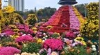 超128万人次打卡，哈尔滨本土培育菊花展，双节全程盛放零凋零