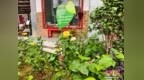 云岭花香入壮乡 一株“中国芯”月季见证文秀精神犹在