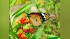 白鴿巢公園生態環境優化 打造蝴蝶友善花園