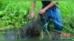 （乡村行·看振兴）吉林稻田养出南方小龙虾：“南虾北育”的寒地突破