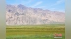 甘肃盐池湾国家级自然保护区：高原珍稀野生动物多样 黑颈鹤繁殖创新高