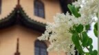 如何修证佛法（<em>336</em>）| 学佛拜佛