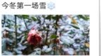 窗口｜这场雪，您还满意吗［《河北日报农村版·河北农民报》总第<em>4883</em>～4885期］