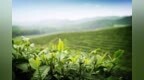 “西湖龙井”尚未正式开采，杭州农业部门发布春茶防冻预警