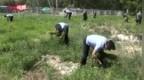 幼期大麻连根拔起  民警铲除大麻<em>1200</em>余株