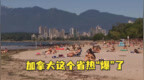 49.5度高温破纪录！加拿大一省<em>230</em>多人死于热浪期间