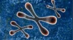<em>Genome</em> Biology|新型机器学习神经网络ChINN，可基于DNA序列预测染色质相互作用