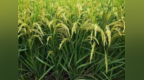 营口市水稻最高单产和平均亩产三年保持全省第一