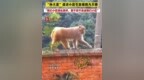 6月22日，宜昌猇亭，一只“孙大圣”造访猇亭<em>4820</em>小区，引发居民围观