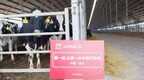 IPO观察哨丨认养一头牛估值百亿背后：疑似“贴牌”生产 6万头奶牛遭质疑