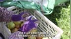 云南蒙自：<em>2300</em>余亩软籽石榴丰收上市