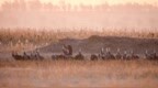 波罗湖保护区迎来2000多只白头鹤停歇觅食