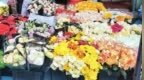 年将到，年宵<em>花</em>俏销！曲阳居民最爱<em>的</em>年宵<em>花</em><em>有</em><em>哪些</em>？