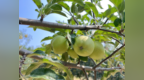 陕西洛川：黄土高原上的“金果子”赋能公益助力老区发展