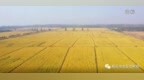 农田高标准，新沂市拼出中国式农业现代化新图景