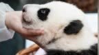 旅俄大熊猫幼崽选名，“喀秋莎”暂时领先