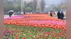 4.5万盆郁金香盛开！免费参观，就在鄞州这里