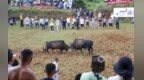 “猪猪侠”“东方不败”来了 2024中国非遗斗牛文化节举行