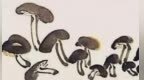 大师张大千亲绘敦煌蘑菇秘图　已绘成菌产业美丽长卷