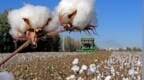 全国政协委员梁勇：美国打压新疆棉产业的企图不可能得逞