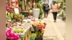 “三八”妇女节将至，济南鲜花市场迎来销售热潮