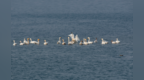 图集丨50多只小天鹅驾临秦皇岛北戴河新区七里海