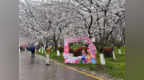 春风化雨时 中国药科大学樱花节拉开序幕