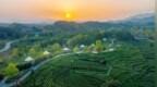 汉中市80万亩春茶陆续开采！