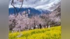 西藏林芝：观民俗 赏桃花