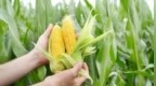 油菜-玉米大豆带状复合种植模式促农民增收，亩年产值超3000元
